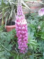 P1010981 Lupinie.webp