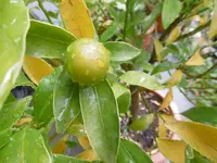 P1010976orange.webp