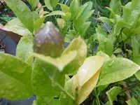 P1010974zitrone.webp