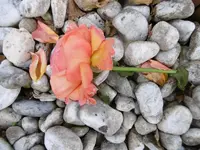 P1010971rose.webp
