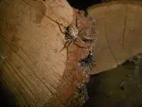 P1010970spinne.webp
