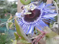P1010972passi.webp