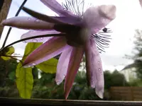 P1010966Passi.webp
