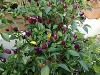 IMG_20170917_143221.webp