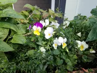 IMG_20170917_143244.webp