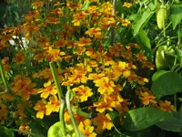 IMG_5770.webp