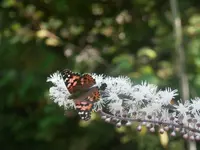 P9160493.webp