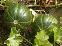 P9160494.webp