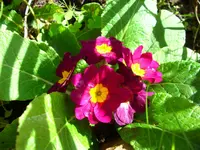 DSCI0690.webp