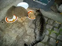IMGP5300.webp