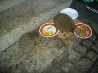 IMGP5294.webp