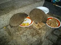 IMGP5295.webp