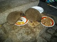 IMGP5296.webp