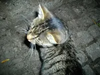 IMGP5297.webp