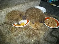 IMGP5298.webp