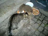IMGP5299.webp