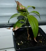 Litschi Chile.webp