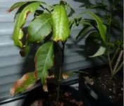 Litschi China.webp