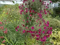DSC02333.jpg