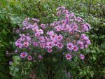 DSC02343.jpg