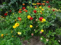 DSC02337.webp