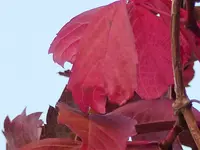 P1020468.webp
