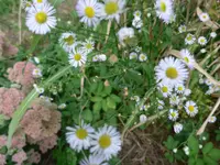 P1010647.webp