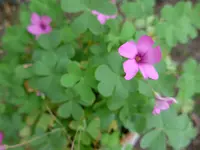 P1010644.webp