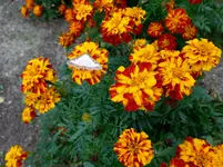 P1010650.webp
