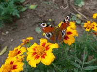 P1010653.webp
