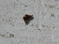 P1010658.webp