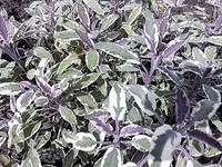DSCI2467.webp