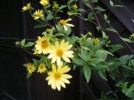 Sonnenblume.jpg