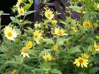 Sonnenblume2.jpg