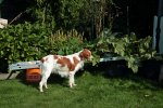 Zucchini_Leiter_Früchte1_800.JPG