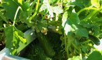 Zucchini_noch reichlich Früchte_800.JPG
