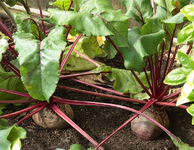 rote Beete erntereif_800.JPG