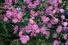 Herbstanemone0317.webp