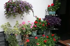 Pelargonie2917.jpg