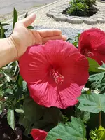 IMG-20170806-WA0001.webp