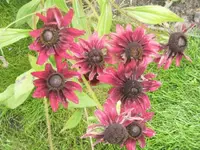 DSCI2137 (2).webp