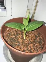 574553d1505928748-baobab-f094e412-ebf0-4485-a8e0-192712cb9049.jpg