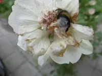 P1010997malve.webp