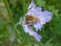 P1010994witwenblume.webp