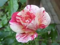 P1010993rose.webp