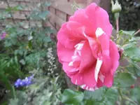 P1010991rose.webp