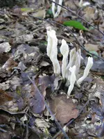 008_576x768.webp