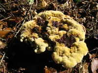 009_1024x768.JPG