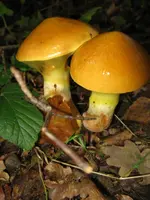 goldröhrling_576x768.JPG