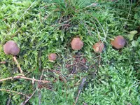 maronenzwerge_1024x768.webp